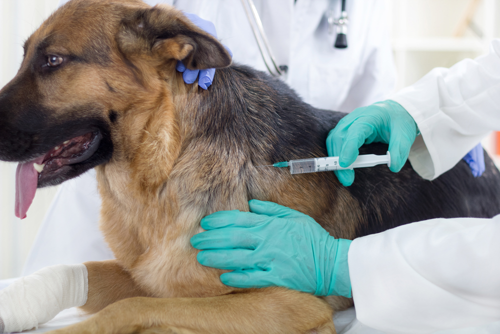 Pet Vaccinations In Manhattan Nyc House Call Vets For Your Pet