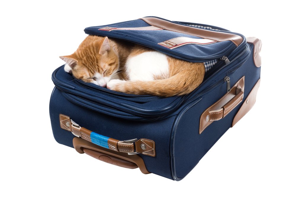 cat inside a luggage bag